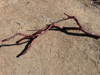 Manzanita for decoration
