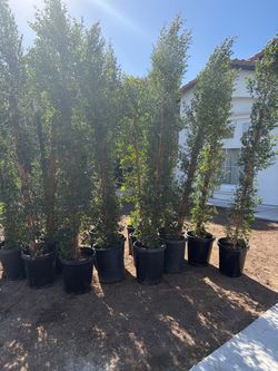 Eugenia brush cherry