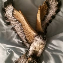 OSPREY hand painted Wall Model 