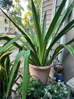 Large Potted Yucca Plant in Terra Cotta Pot