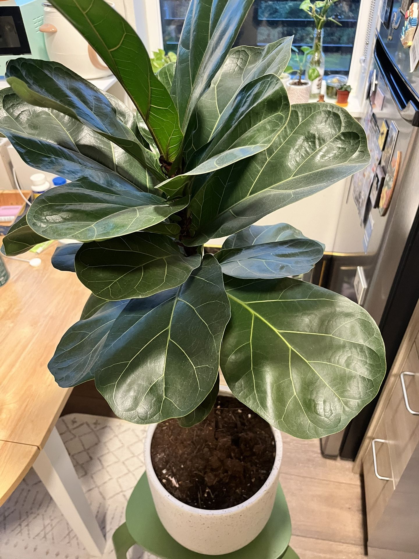 Fiddle Leaf Fig