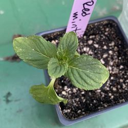 Red Mint Plant - Menta Roja - Yerba buena roja planta