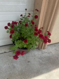 Plant for house