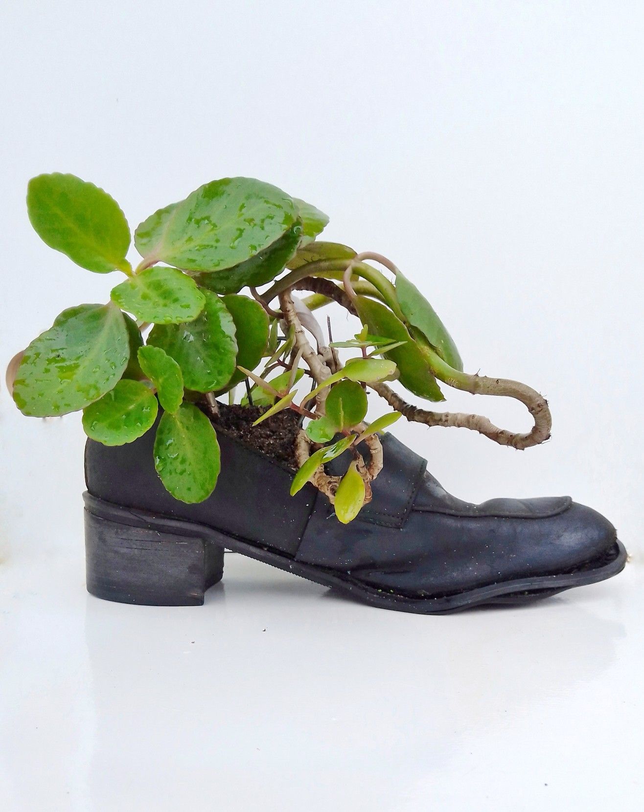 Shoe Succulent Planter