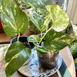 Small Potho Plants For Sale. 