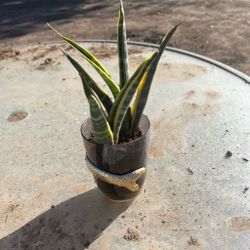 Snake plant