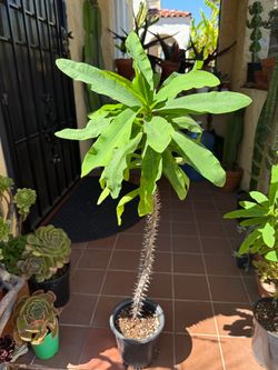 3Ft Tall Red Crown of Thorns Succulent
