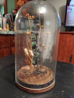 Vintage Glass Dome $15.00