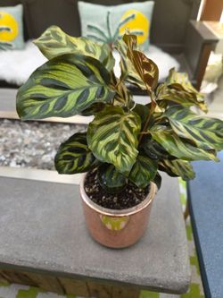 Calathea Makoyana Peacock Plant in Rose Gold Pot