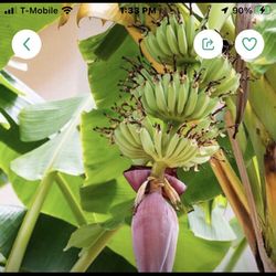 Cavendish Dwarf Banana Fully Grown Tree In 1 Gallon Pot Free Black Eyed Susan Plant