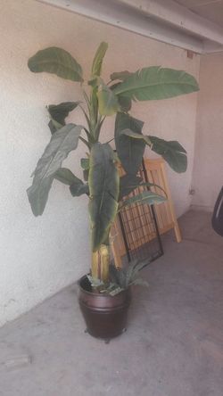 Planta grande $35