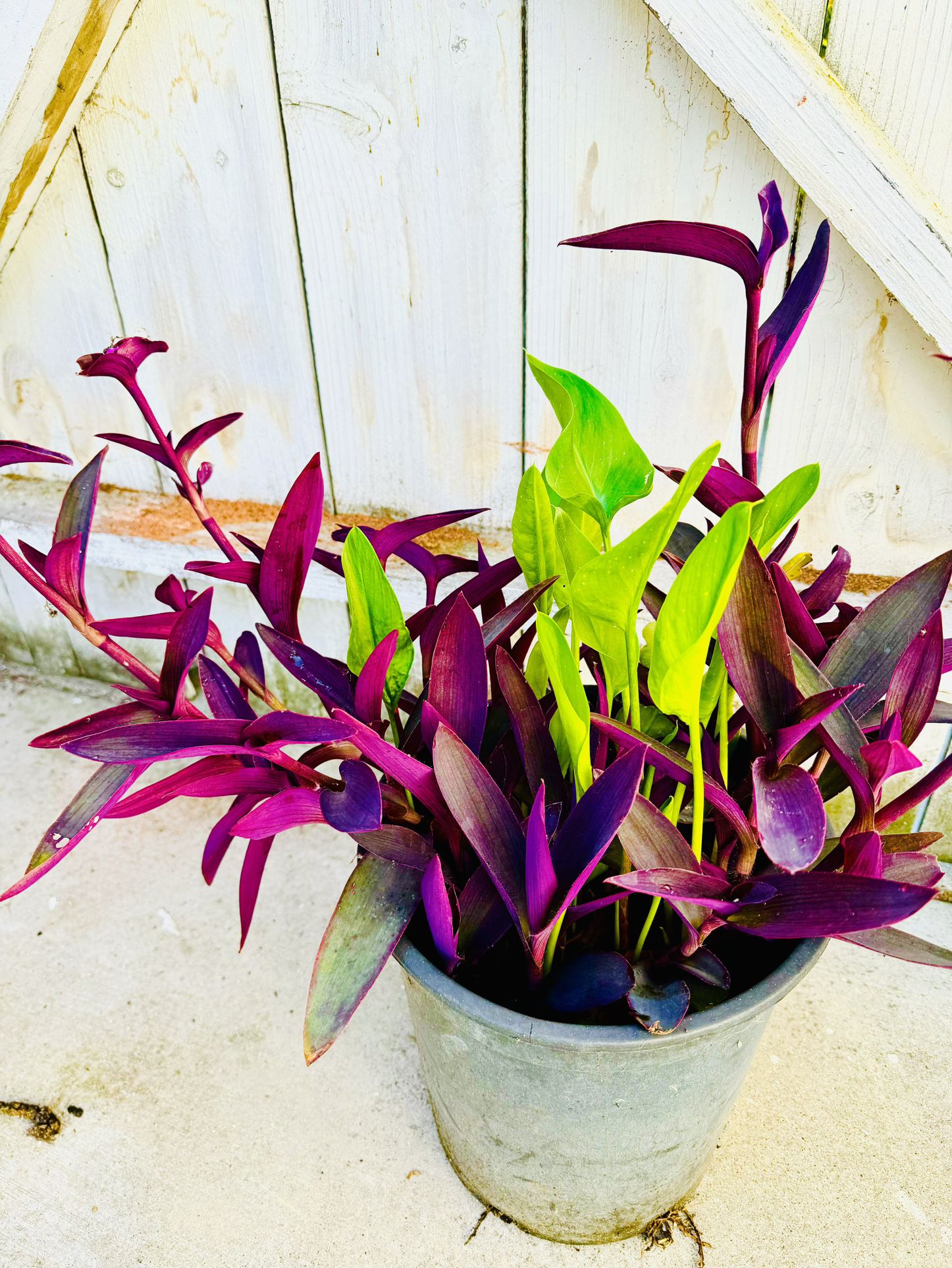 Mix Purple Hearts And Calla Lily Plants In 5 Gallon Pot- Easy To Grow