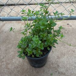 Spearmint / Yerba Buena 