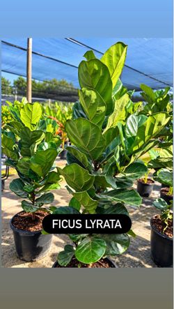 💚 FICUS LYRATA — Fiddle Leaf Fig
