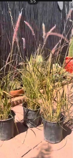 Red fountain grass in gal pot, each $9