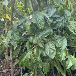 Maracuyá O Pasiflora O Granada  Con   Fruta