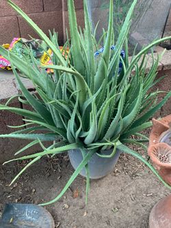 Purchase From Plant Today