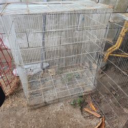 Bird Cage