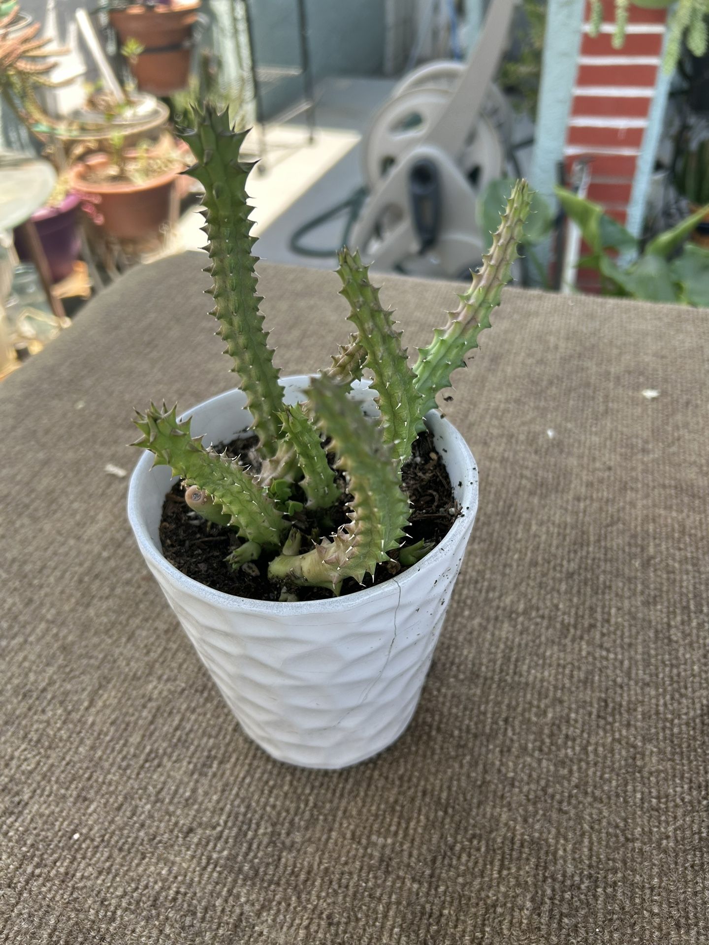 Una Succulents
