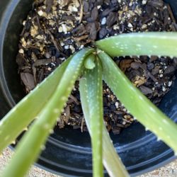 Aloe Vera Plant 