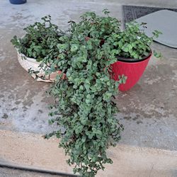 Callisia Repens Succulent Plants $6-$15 Each Pot 