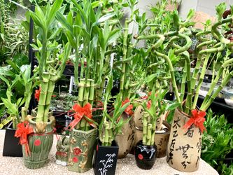 Lucky Bamboo plants shop 🎁