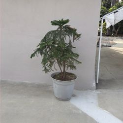 Norfolk Pine Porch Plant And Pot