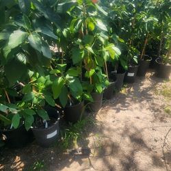 Arboles De Aguacates Ingertados 6pies De Alto 