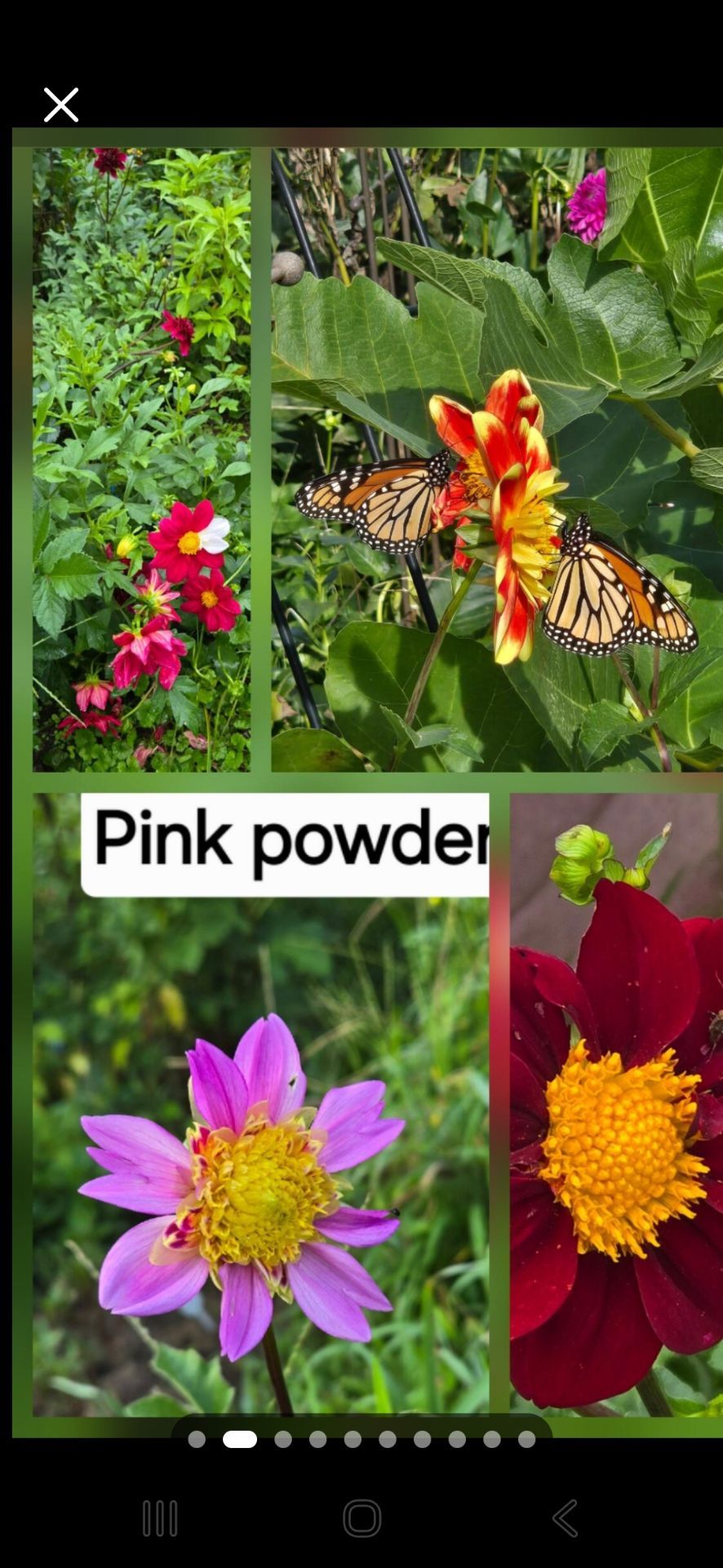 Dahlia Plants for Butterfly Gardens $5 each