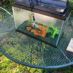10 Gallon Tank
