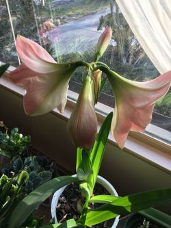 Amaryllis flower