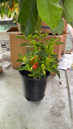Chile plant 2 in one pot