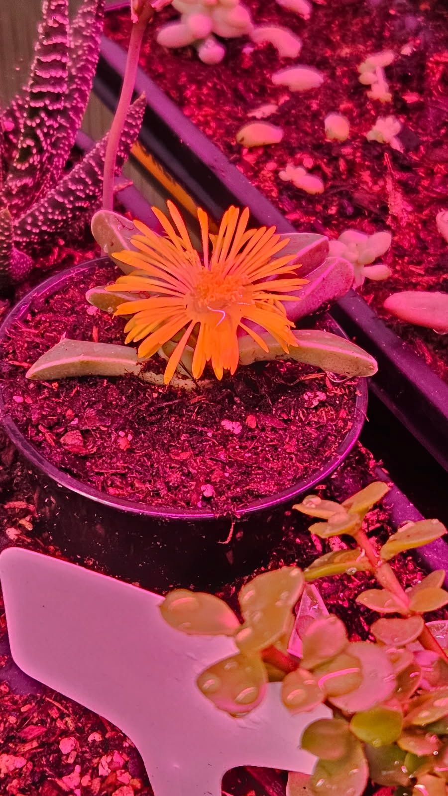Bright Yellow Blooming Succulent!
