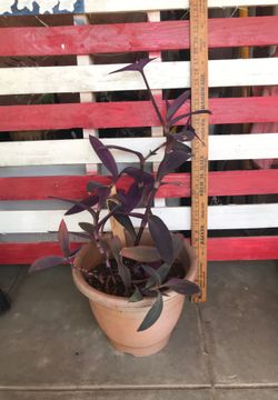 Purple Heart succulent
