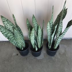 Snakes Plants 