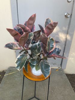 Ficus Elastica Ruby Rubber House Plant 6” Pot