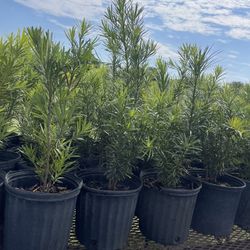 podocarpus $9 / 3 gallon / ready to deliver to all of florida 