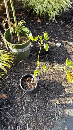 Small Fig tree