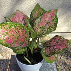 Aglaonema Red Valentine Chinese Evergreen