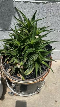 Climbing aloe and small snake plants