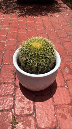 Barrel cactus