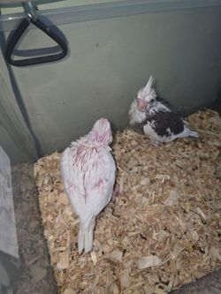 Cage birds