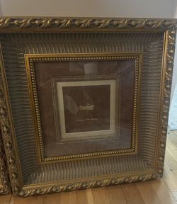 Framed Dragon Fly Pictures