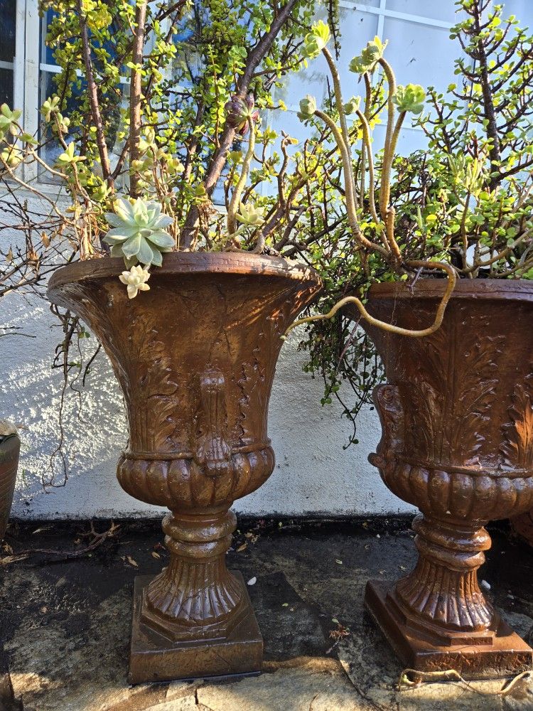 Large Antique-Style Urn Planters with Mature Jade & Succulent Plants (Set of 2)