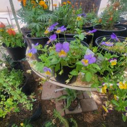 Johnny Jump Up Plants