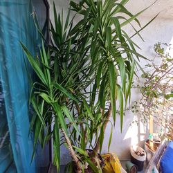 Large Yucca Tree 7ft Potted Plant