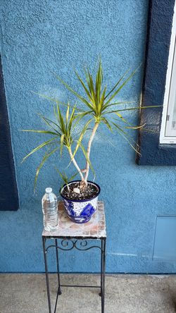 Dracaena Plant in Talavera Ceramic Pot