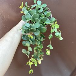 4” peperomia hope