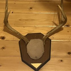 Deer Antler Display