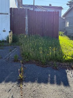 Need lawn service 80 Cash App only